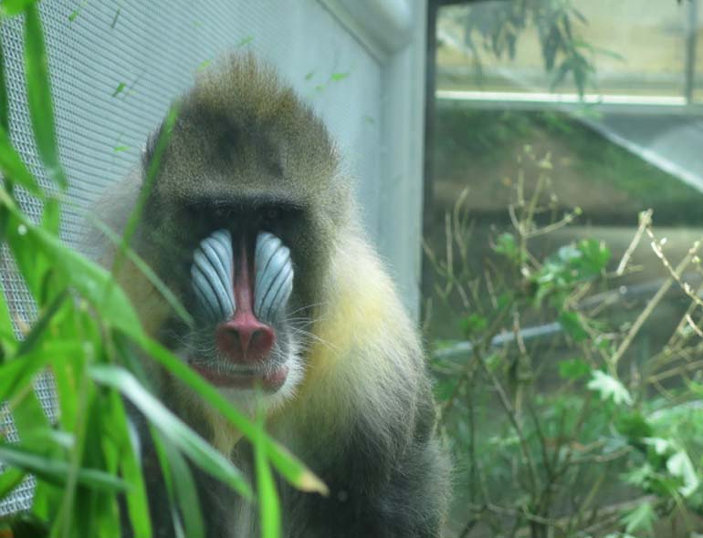 Mandrill Monkey Oregon Zoo